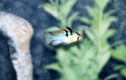This is a picture of my male German Blue Ram. Again the picture doesn't do his colors justice.