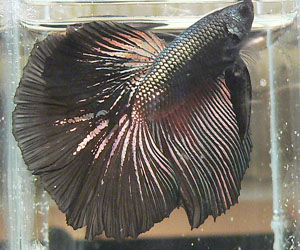 This is a picture of my new betta! I can't take the credit for this picture - the breeder took it.