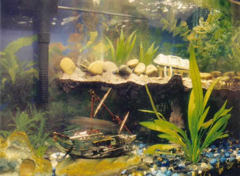This is a slow shutter of my tank. Puffer is the brown blur in front.