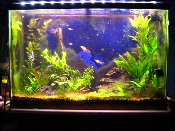 This is a view of the whole tank. Any and all suggestions would be great! I would like any criticism as well. (my art teacher always told me "if you d