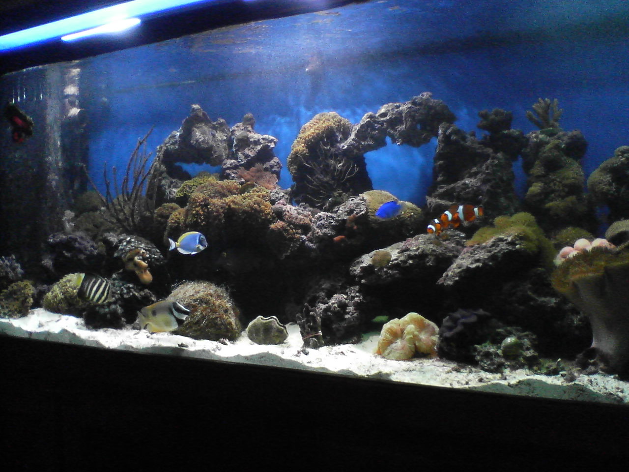 This is an updated photo of my 125 gallon reef tank.  See photo album for ~1 year tank growth and additions.