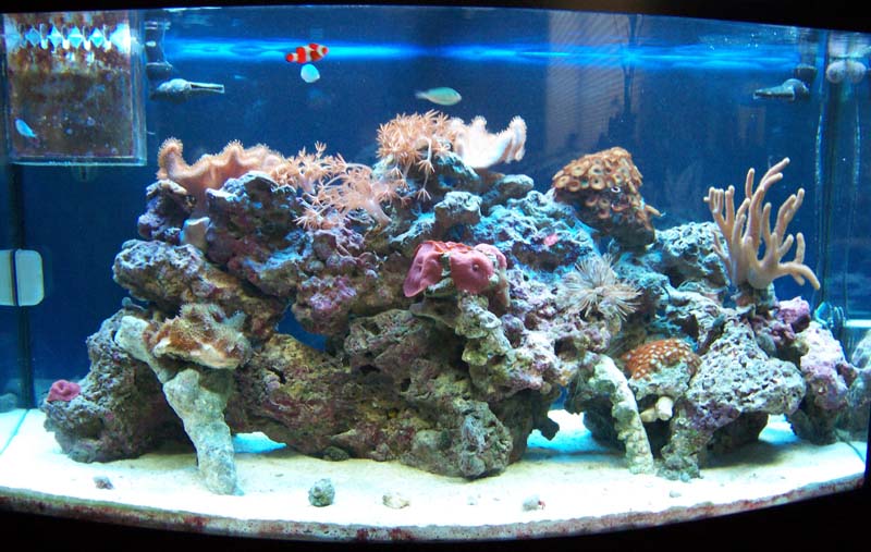 this is another full thank shot i just got.  i just finished takeing out all the cc and adding in the sand.  i also added 2 new corals and a small amo