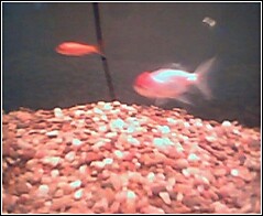 This is another picture of my fish Naraku and jaramoru.