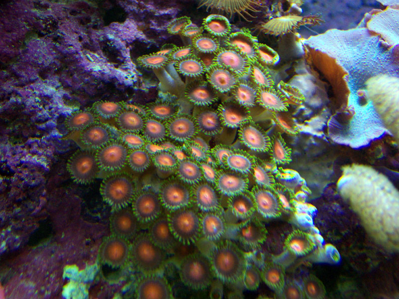 This is from the 46 gal soft coral tank