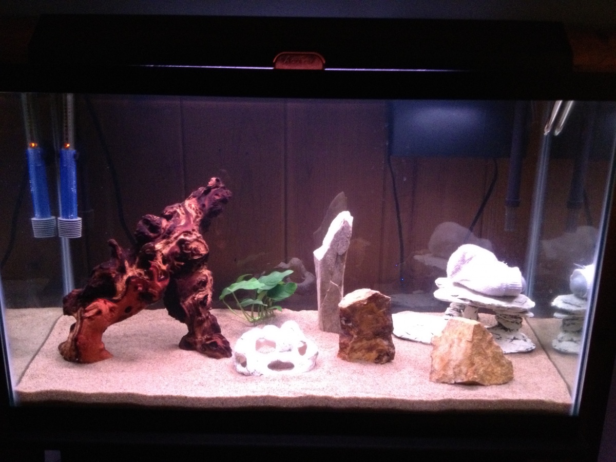 This is how I started the tank.  Fishless cycling stage which I did for about a month.  Picture was taken 10-12-12.