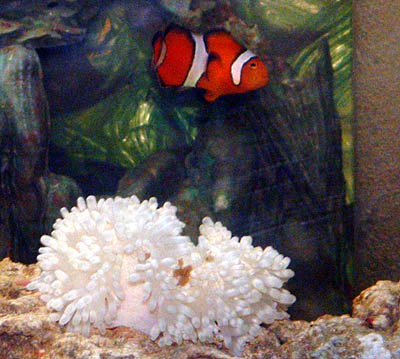 This is Jeb, he is a little shy, so he is hard to get a picture of, but here he is with the anemone.