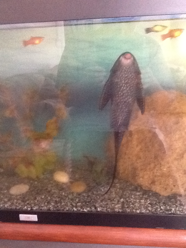 This is mick , my huge Pleco he's awesome :)
