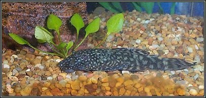 This is Ming my bristlenose catfish. I lost her just on 1 mth ago due to some parasitic worms infecting the tank.