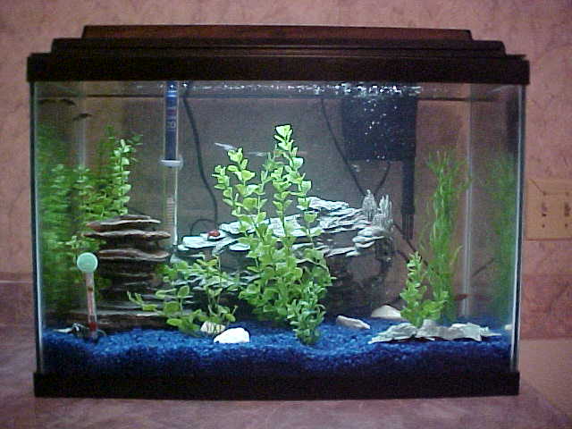 This is my 20 gal FW community tank.  It is home to 5-Zebra Danios, 4-Cherry Barbs, 5-Spotted Corys and 2-TRUE Siamese Algae Eaters