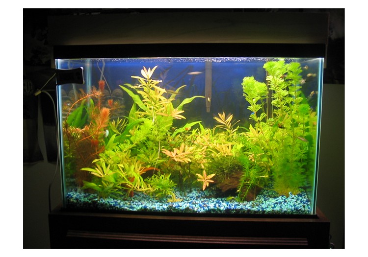this is my 20 gal planted which i have let overgrow a little lol.