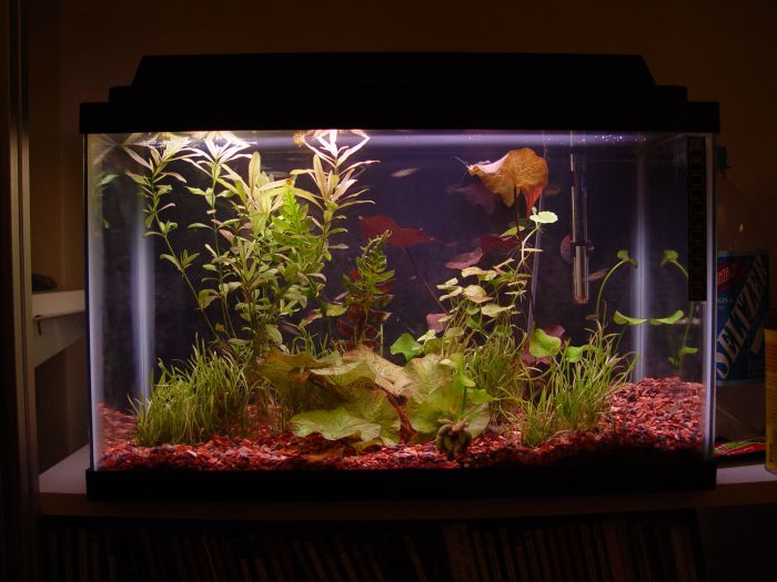 this is my 20 gallon low light tank. i only have a 15 watt floraglow light in there and no co2. i am thiking about adding a co2 system to improve the 