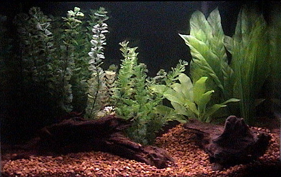This is my 20H.  Photo was taken during the cycling process, prior to adding fish.  This tank was in storage for 10 years.  It was neglected, with har