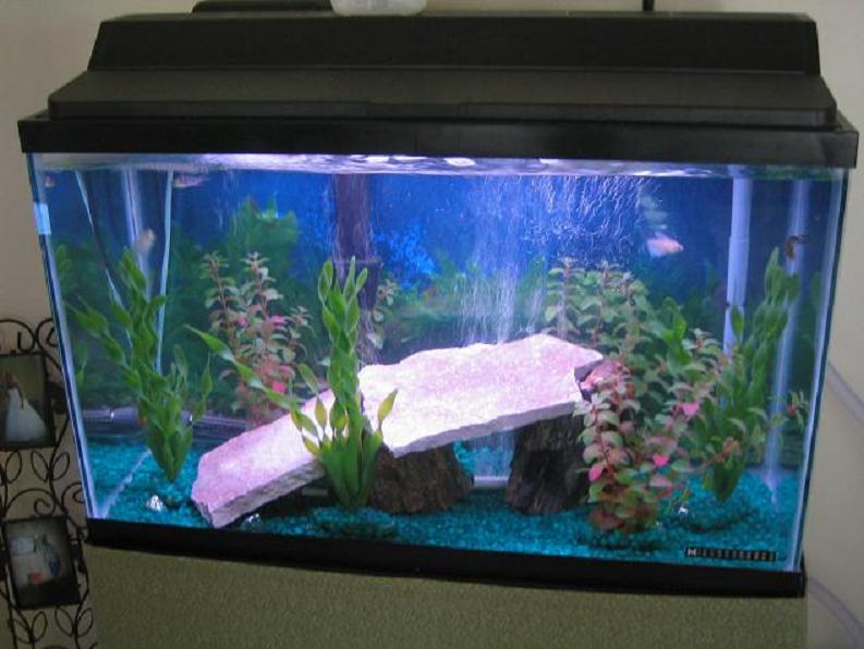 This is my 29 gallon.  Currently, it is stocked with 1 Blue Ram, 2 Skirt Tetras, and 1 Madagascar Rainbow.
