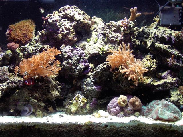 This is my 29g reef.  It has been set up for about 5 months.