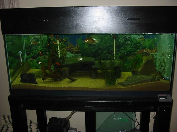 This is my 90 gallon tank that I built from scratch. I also built the stand and the hood.
