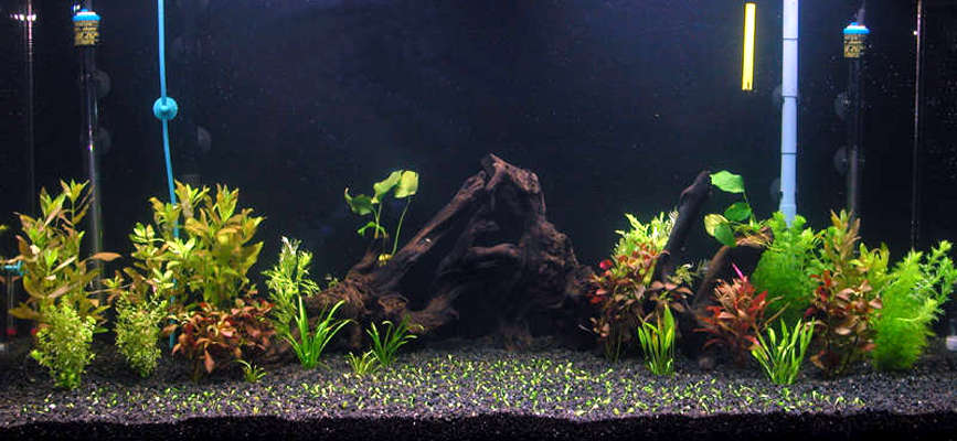 This is my 90gal after I placed all the plants in. I'll be tring to add a new photo every week to show the progress