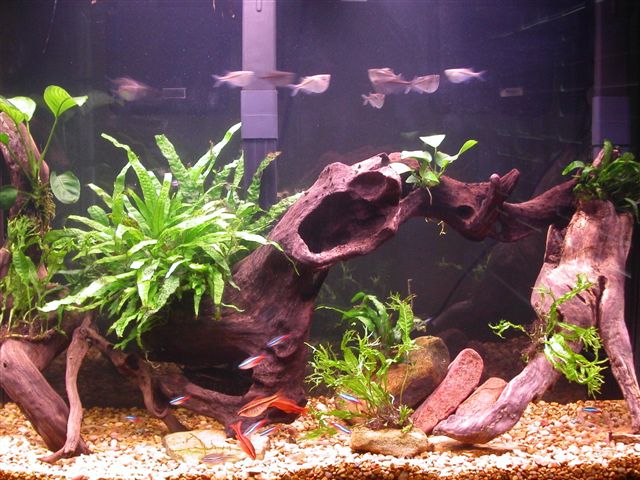 This is my best yet (IMO). 

All driftwood was found by myself on Hawaii and in the creeks of Alabama. This aquarium contains:

10 Silver Hatchetfish
