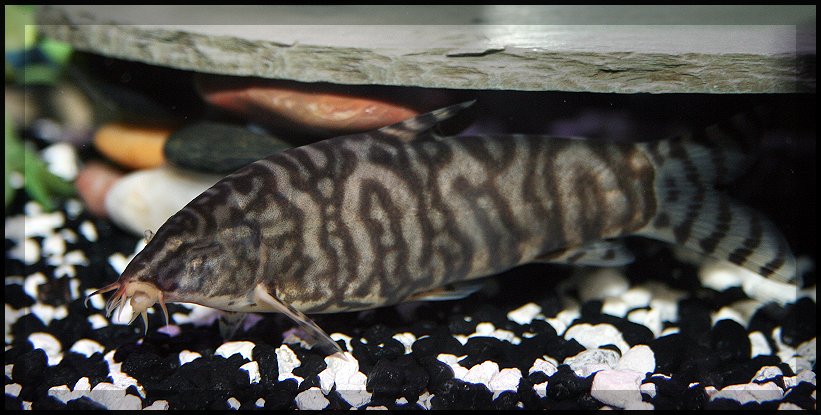 This is my biggest and baddest YoYo Loach of the (4) that I have. This fish came home with a missing eye, but has surprisingly developed into quite th