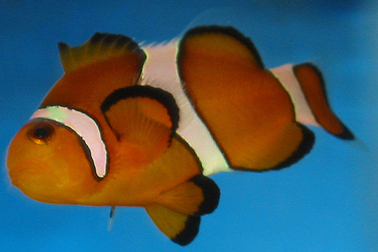 This is my clownfish that seems to prefer bobbing around at the surface all day rather than actually swimming around like any normal fish would.  Sinc