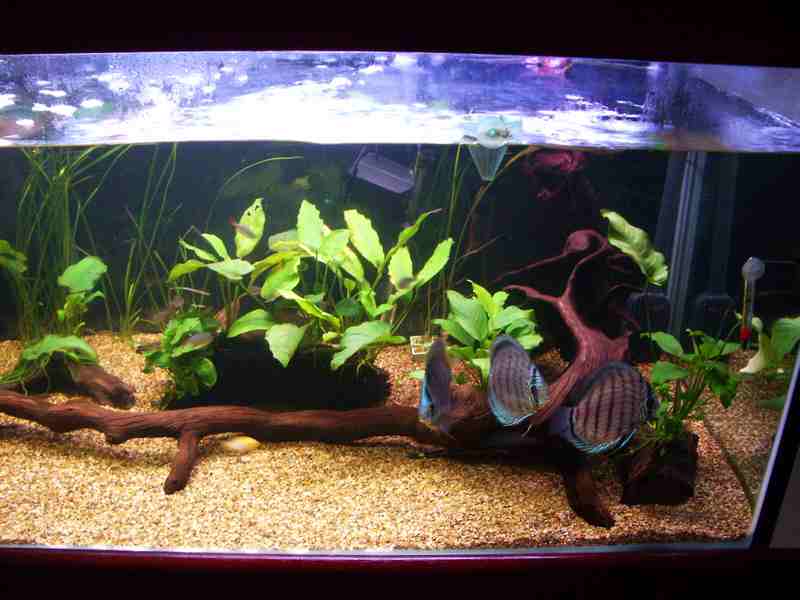 this is my community tank with multiple species, discus, pleco's, silver sharks, tetras and  ghost knife fish. pleco, fw messels