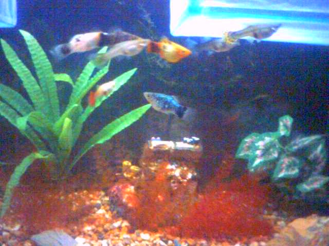 this is my fav platy. his colours shine brightly when near the light at the top