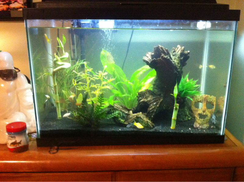 this is my favorite my 20 gallon planted i love the spiral bamboo and you cant beat the look of live plants