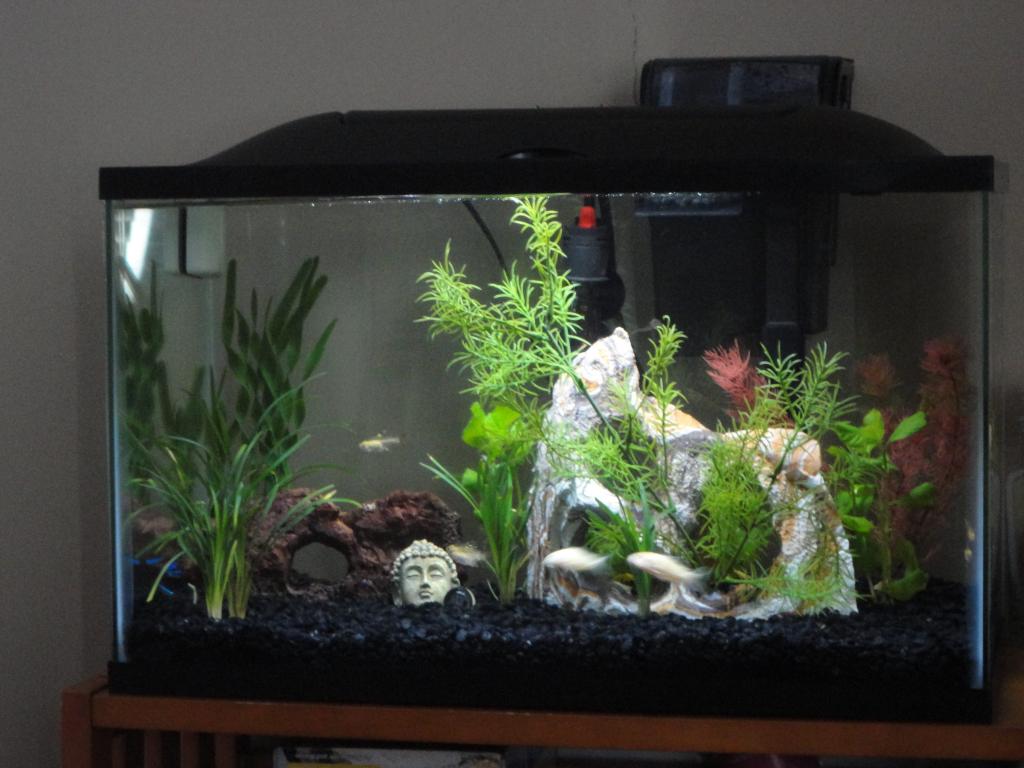 this is my first aquarium