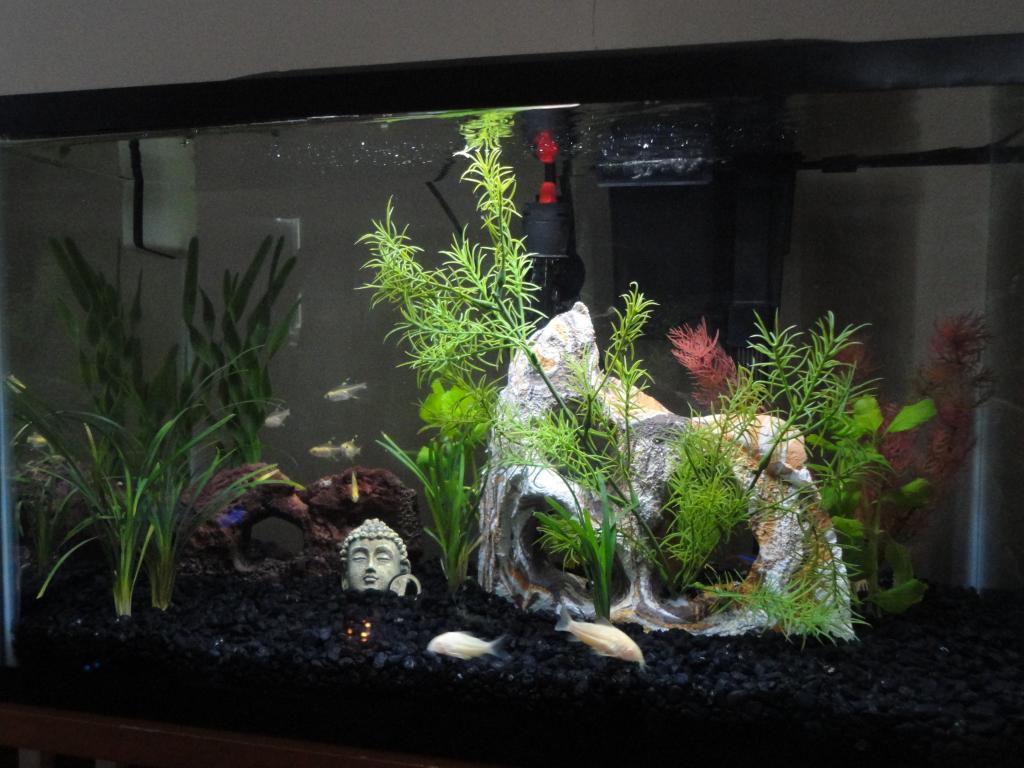 this is my first aquarium