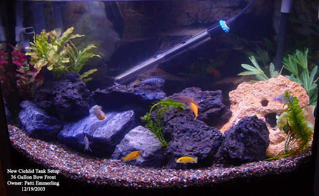 This is my first attempt with Cichlids. Set this tank up in Dec 2003. Will be moving some of these fish to a larger (125 gal) tank when they start mat