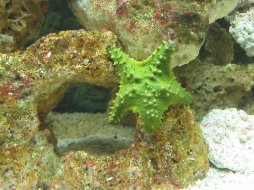 This is my green bahama star, still to be named (lol) open to suggestions!