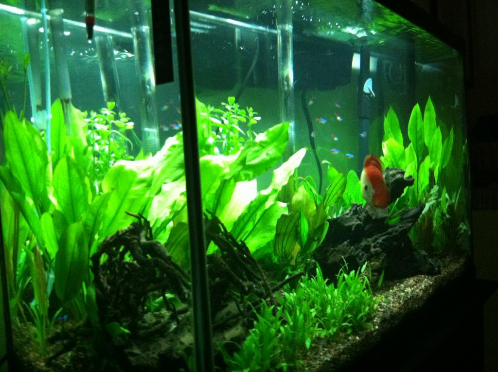 This is my grow out tank, 1 Whiteface/Red melon Discus, 1 Wild blue discus, cardinal tetras, cory cats.
