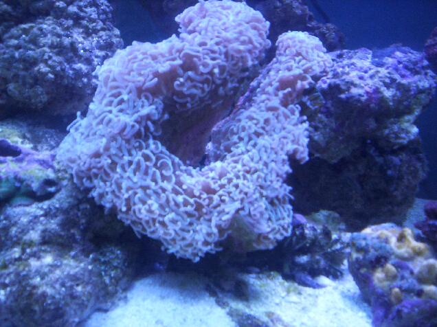 This is my hammer coral i purchased on 5/9/05
