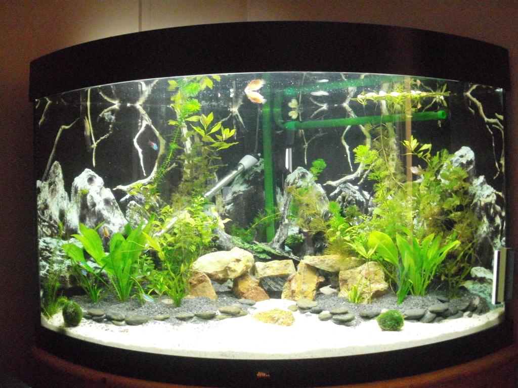 This is my Juwel 190 corner tank, set up as a tropical freshwater aquarium.