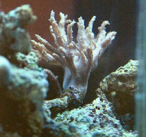 This is my "Leather Finger" acording to my LFS.  I haven't been able to find an exact species photo on this on the web.