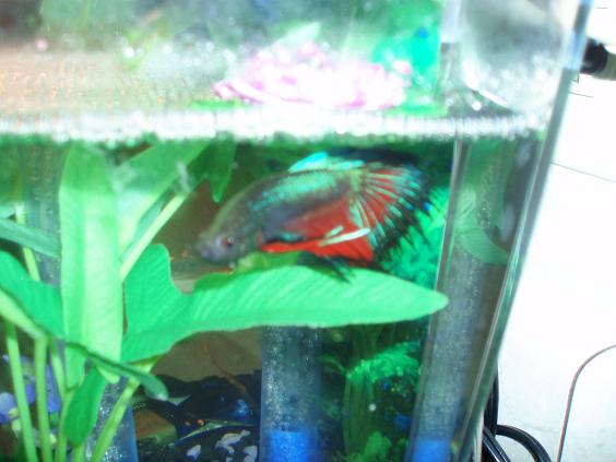 This is my male crowntail betta