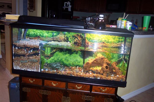 This is my mothers tank for her Red Eared Turtle.