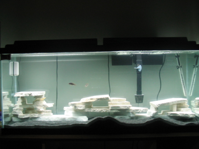 this is my new 55 gallon cichlid tank. i used pure marble for all the rock structures and i will be building them higher soon. i will also be adding a
