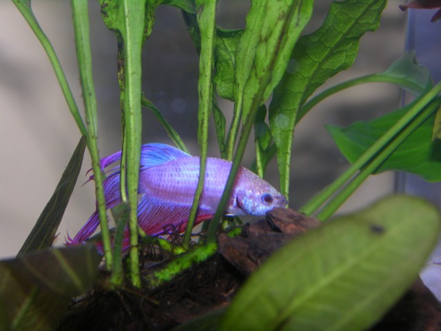 This is my new betta, I just got him yesterday. He lives in a tank on my desk at work, and he is soooo beautiful!