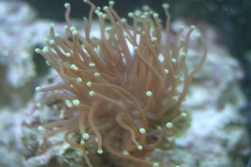 This is my new coral, very cool, and it looks kinda like a anemone, so my parents are happy.