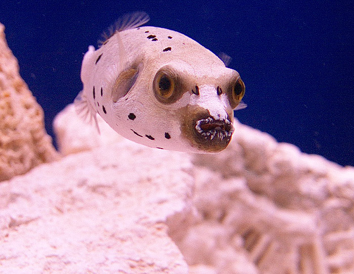 This is my new little puffer! He is so adorable.