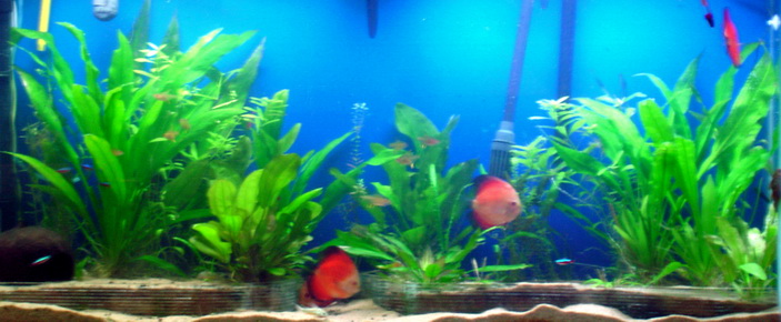 This is my planted discus tank. I have really enjoyed the amazon style but wont get too hung up on rigid restrictions.