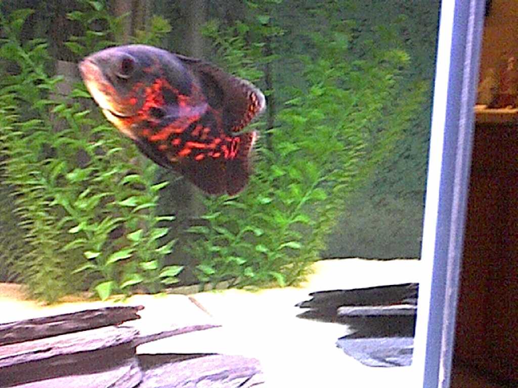 This is my Red Tiger O.
His name is Sam.