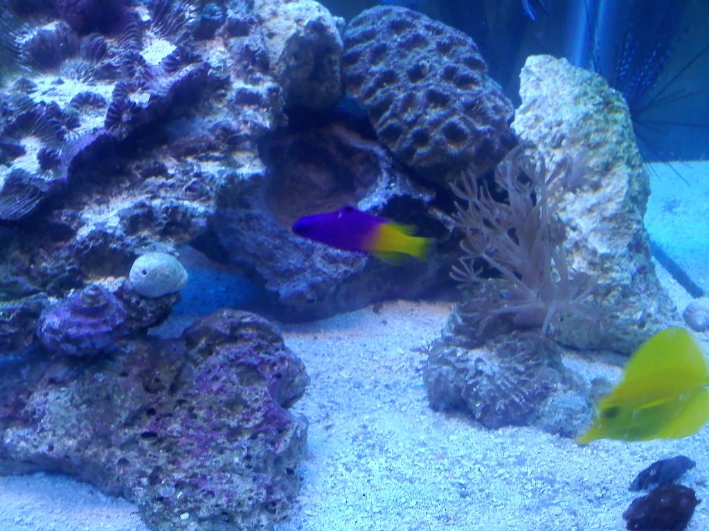 this is my royal gramma that always hid from my purple pseudochromis so i trade the pseudo and got 2 bengai cardina