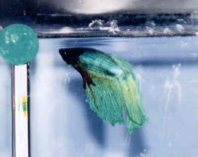 This is my second male betta. He is in the first section of my three betta tank. (Picture doesn't show his true colors.)
