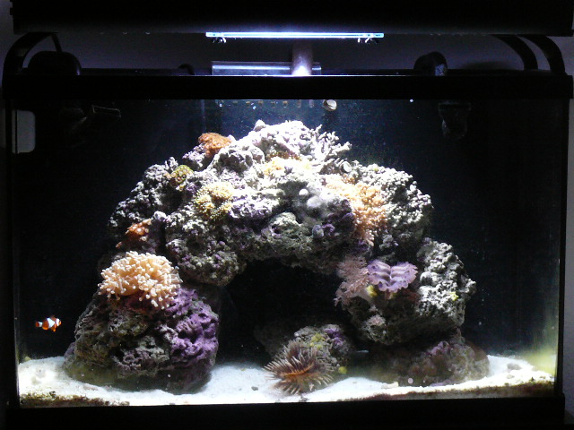 this is my sw tank.  its about 3 yrs old, but of course, it didnt look like this for the whole 3 years!