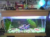 This is my tank. 30gallon freshwater. 9 neons, 1 betta, 1 angel, 1 cory. Under gravel filter...