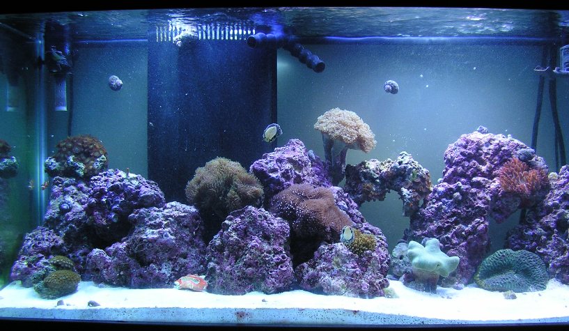 This is my tank after 5 rough months, now everything is starting to come out. I bought all of these corals about 1 month ago and everything is doing G