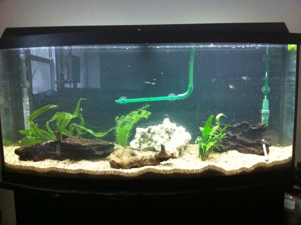 This is my tank just after cycling. A little sparse but still a lot of fun.