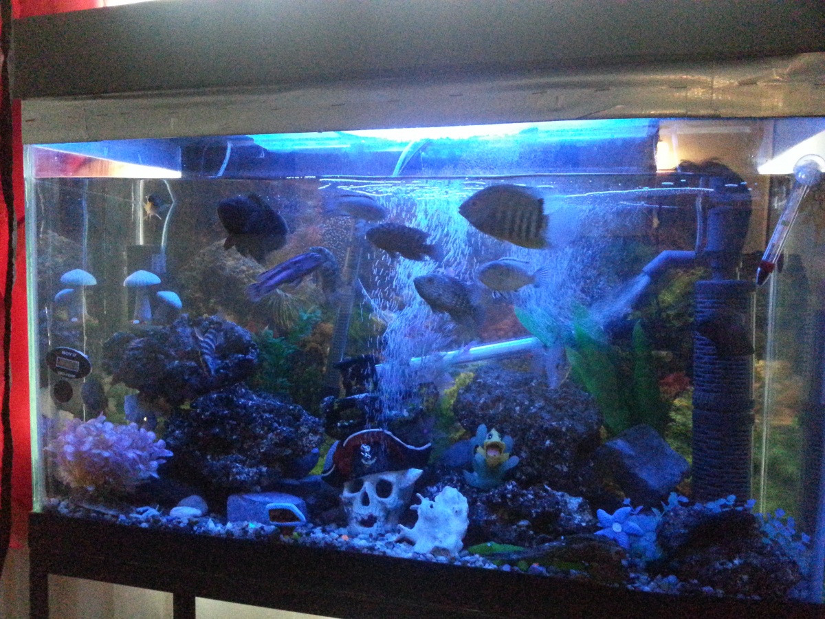 This is my tank