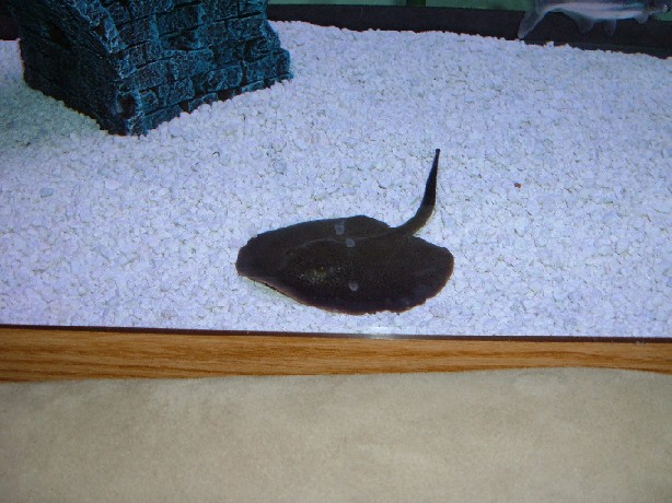 This is my Tea-cup Stingray in My 65 Gallon FW tank, no he does not have spots on him... my tank has water spots on the glass!!!